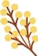 Acacia