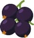 Black Currant