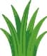 Grass