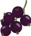 Blackberry